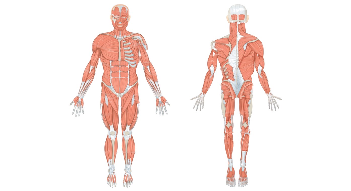 The muscles of the body, from the front and from the back