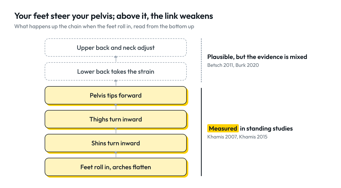 Feet roll in, shins turn in, thighs turn in, pelvis tips forward: measured in standing studies. Lower back takes the strain, upper back and neck adjust: plausible, but the evidence is mixed.